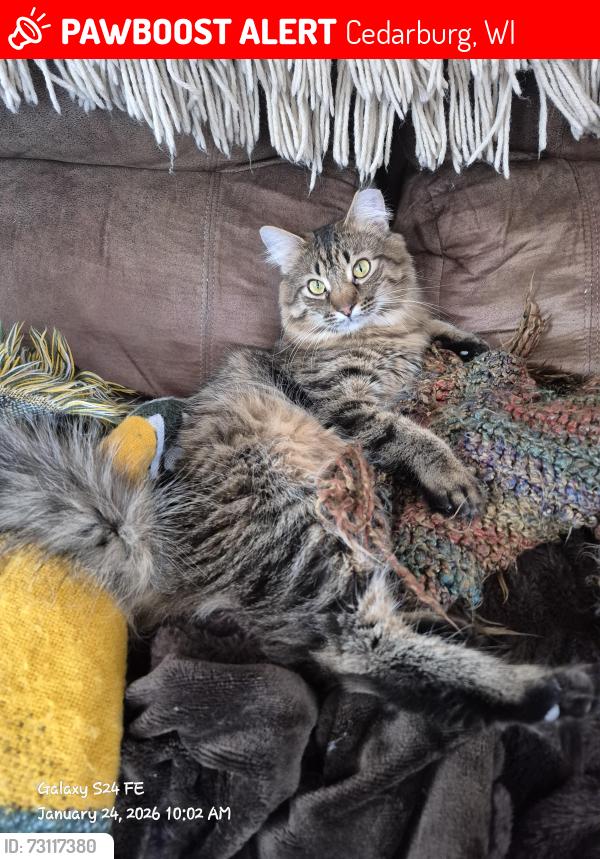 Lost Male Cat last seen Park Lane, Cedarburg, WI 53012