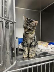 Found/Stray Male Cat last seen West Cheyenne and rainbow, Las Vegas, NV 89128