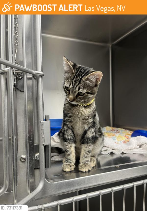 Found/Stray Male Cat last seen West Cheyenne and rainbow, Las Vegas, NV 89128