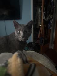 Reunited Male Cat last seen Elyria Ave & Coventry place, Amherst, OH 44001