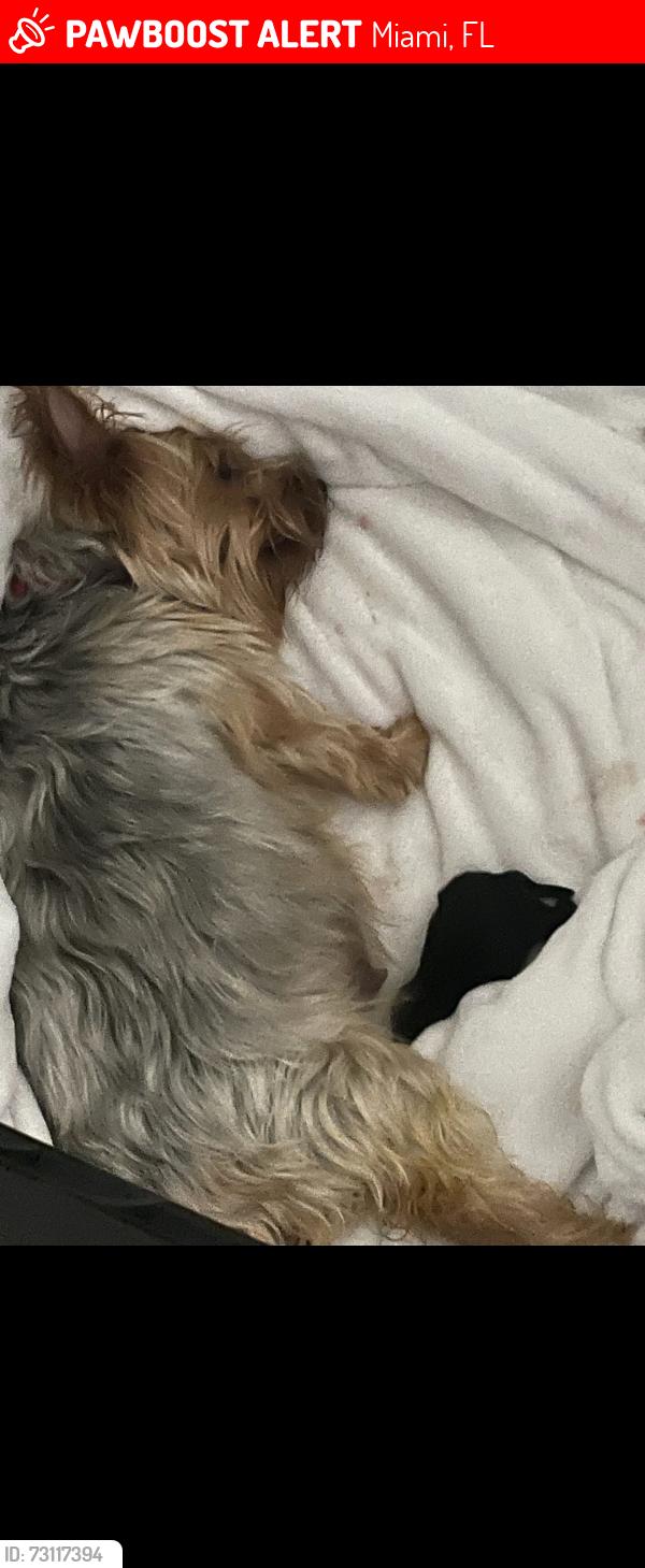 Lost Female Dog last seen The falls, Miami, FL 33176