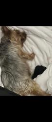 Lost Female Dog last seen The falls, Miami, FL 33176