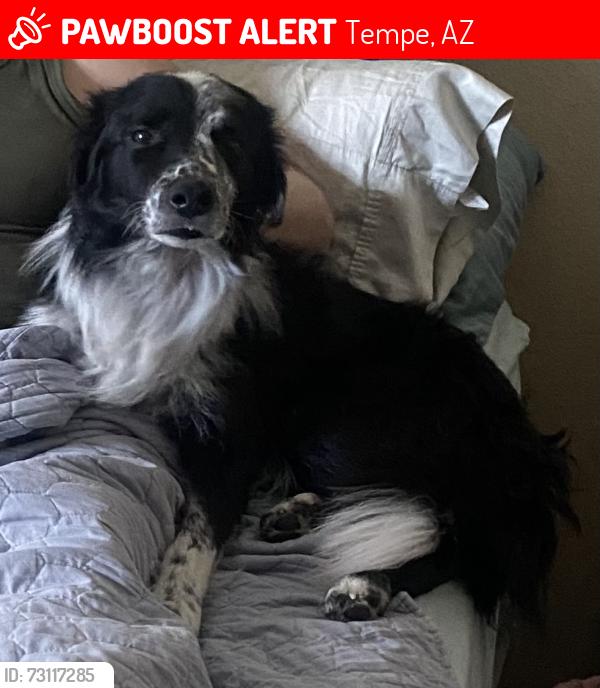 Lost Male Dog last seen Rural Guad, Tempe, AZ 85283