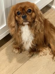 Reunited Male Dog last seen Union Valley, Lost Man’s Lane, Meadow ests, Ellettsville, Monroe County, IN 47404
