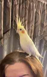 Lost Female Bird last seen She flew out of our house on Crofoot trl in Haslet Texas, Haslet, TX 76052