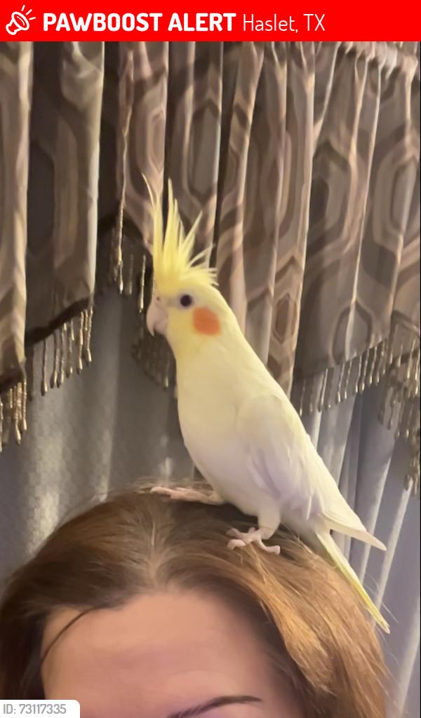 Lost Female Bird last seen She flew out of our house on Crofoot trl in Haslet Texas, Haslet, TX 76052