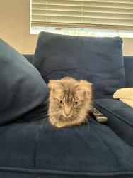 Found/Stray Female Cat last seen Encanto blvd, Phoenix, AZ 85035