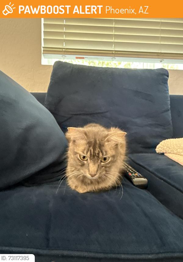 Found/Stray Female Cat last seen Encanto blvd, Phoenix, AZ 85035