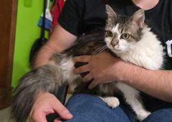 Found/Stray Female Cat last seen 4th and Memorial, Tulsa, OK 74112