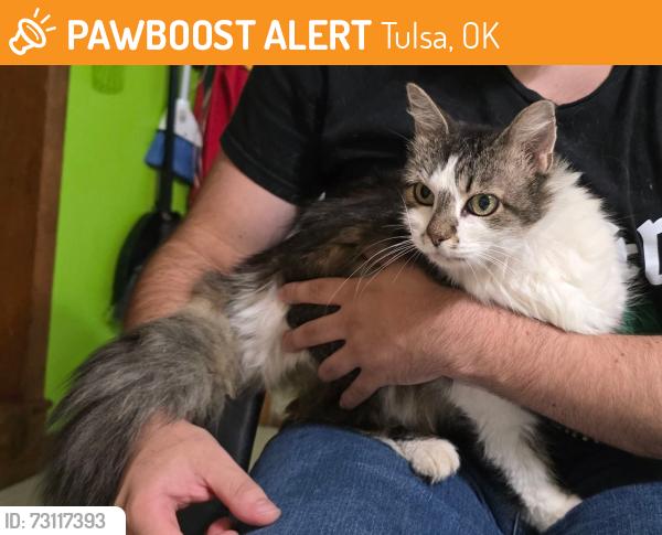 Found/Stray Female Cat last seen 4th and Memorial, Tulsa, OK 74112