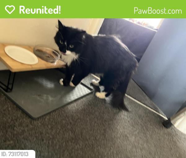 Reunited Female Cat last seen Marshfield road fishponds, Bristol City, England 