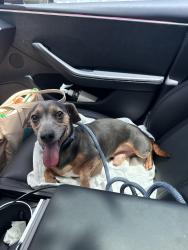 Reunited Male Dog last seen Residential area, Sunrise, FL 33351