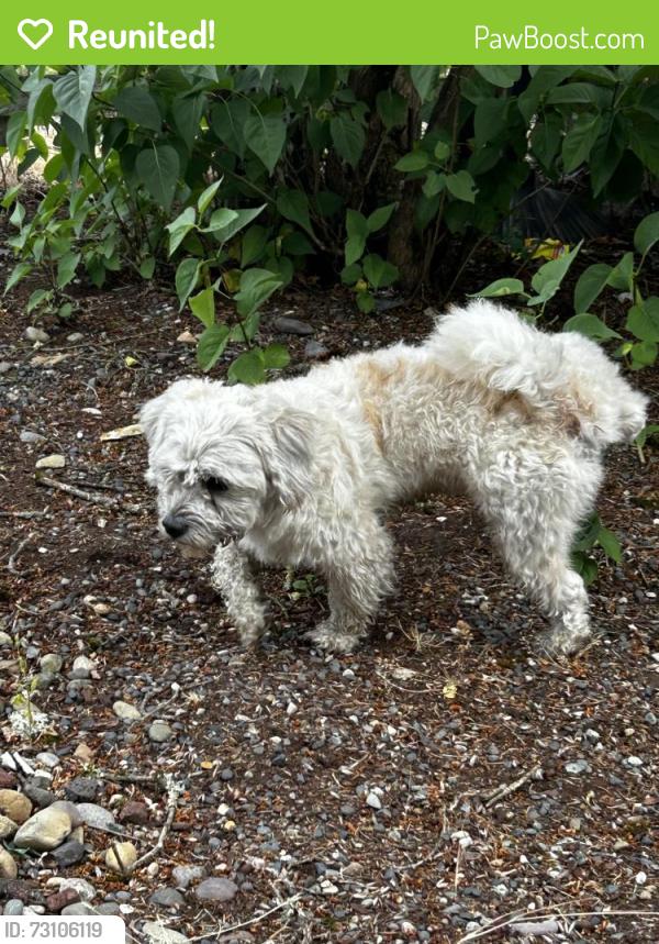 Reunited Male Dog last seen 54th and Junett, Tacoma, WA 98409