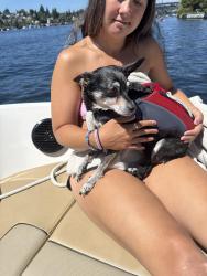 Found/Stray Female Dog last seen Montlake Blvd NE, Seattle, WA 98102