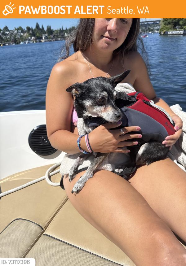 Found/Stray Female Dog last seen Montlake Blvd NE, Seattle, WA 98102