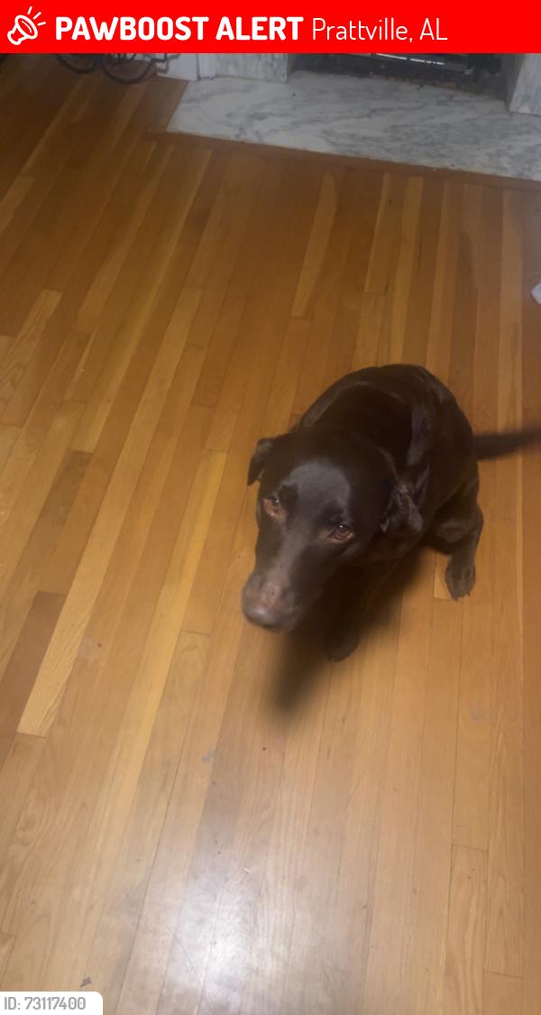 Lost Female Dog last seen Upper Kingston road, Prattville, AL 36067