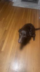 Lost Female Dog last seen Upper Kingston road, Prattville, AL 36067