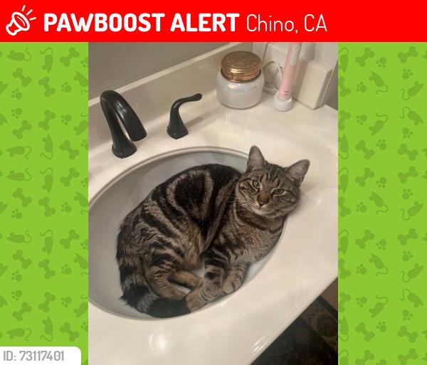 Lost Male Cat last seen Mountain and Schaefer Avenues, Chino, Chino, CA 91710