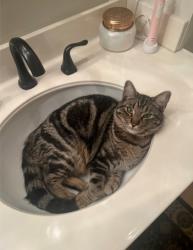 Lost Male Cat last seen Mountain and Schaefer Avenues, Chino, Chino, CA 91710