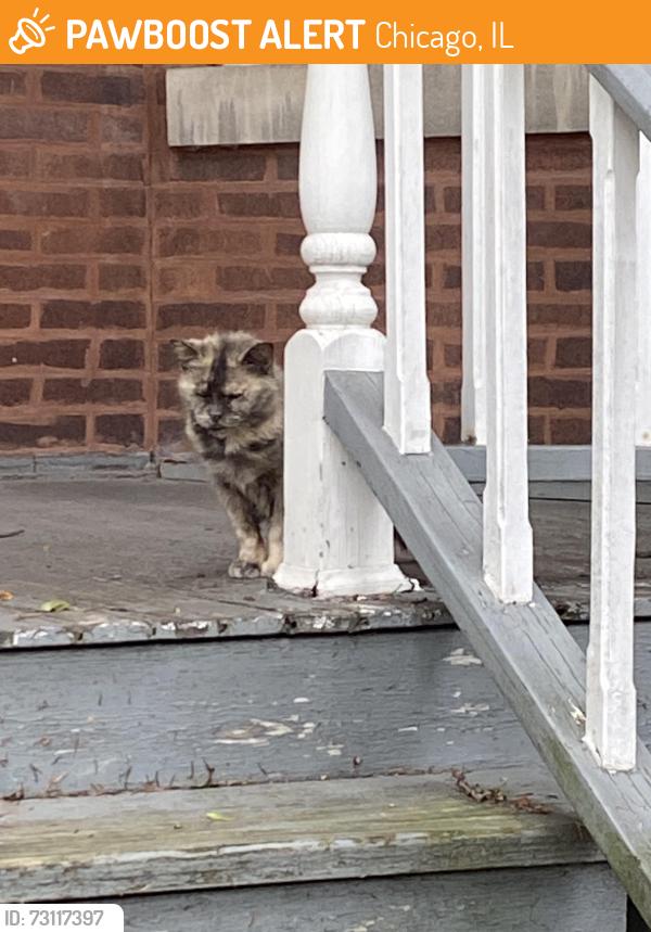 Found/Stray Unknown Cat last seen Sawyer and Wilson, Chicago, IL 60625