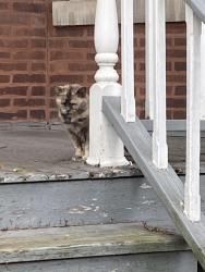 Found/Stray Unknown Cat last seen Sawyer and Wilson, Chicago, IL 60625