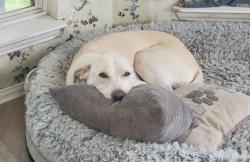 Reunited Male Dog last seen Villages of Aledo, Aledo, TX 76008