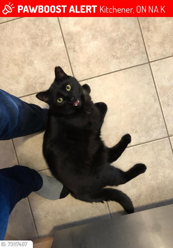 Lost Male Cat last seen Briarmeadow Drive at Fairview Road, Kitchener, ON N2A 4K9