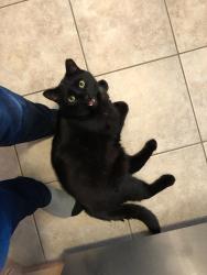 Lost Male Cat last seen Briarmeadow Drive at Fairview Road, Kitchener, ON N2A 4K9