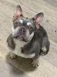 Reunited Female Dog last seen 24th and T street, Sacramento, CA 95818