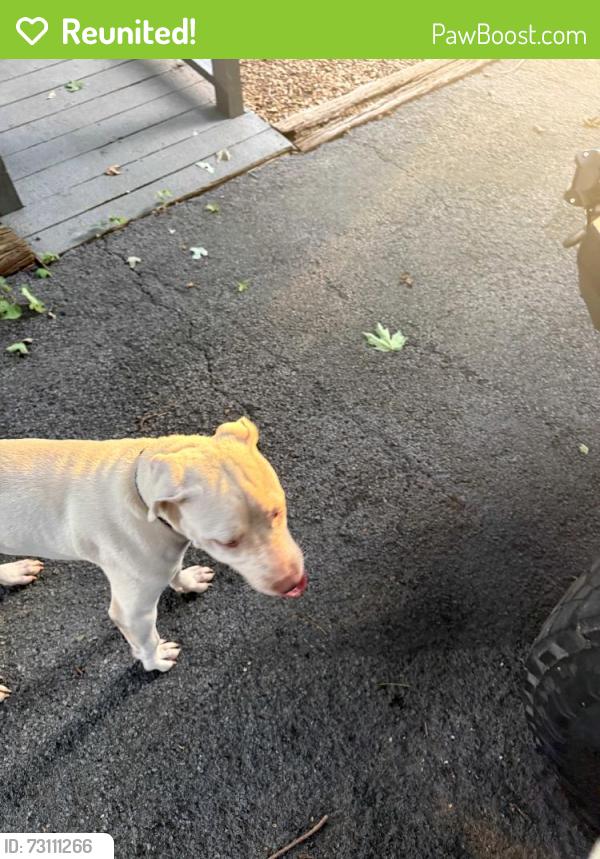 Reunited Unknown Dog last seen Marion Dairy Rd., Lindale, GA 30147