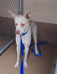 Shelter Stray Male Dog last seen Near BLOCK FAIVRE ST, 130 Beyer Way, Chula Vista, CA 91911, USA