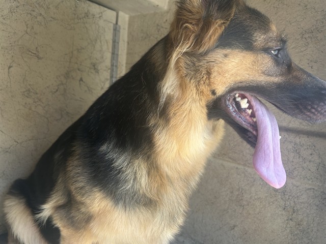 Shelter Stray Unknown Dog last seen Near BLOCK NW 20TH ST, OKLAHOMA CITY OK 73107, 2811 SE 29th St, Oklahoma City, OK 73129, USA