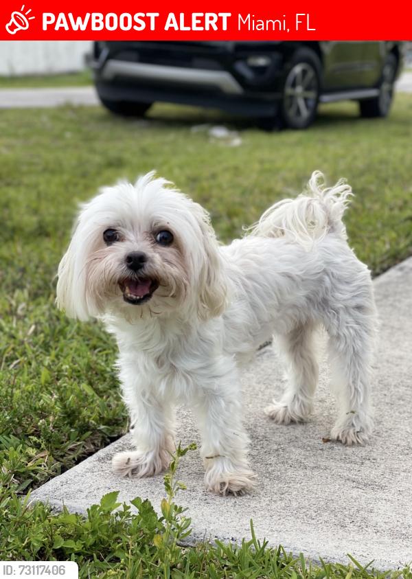 Lost Female Dog last seen Front door of my hse, Miami, FL 33177