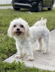 Lost Female Dog last seen Front door of my hse, Miami, FL 33177