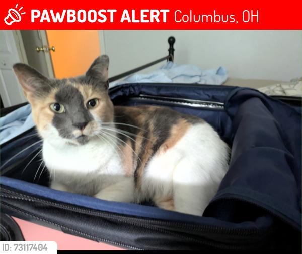 Lost Female Cat last seen Wilson Rd. And Trabue, Columbus, OH 43228