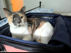 Lost Female Cat last seen Wilson Rd. And Trabue, Columbus, OH 43228
