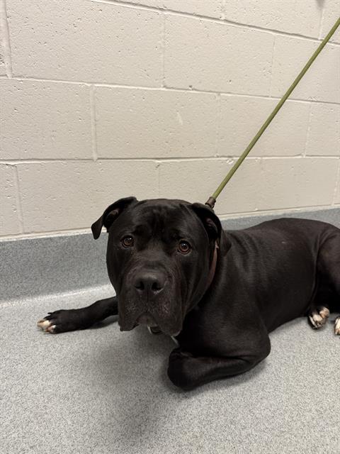 Shelter Stray Male Dog last seen Near, 2600 S Harding St, Indianapolis, IN 46221, USA