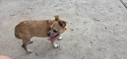 Found/Stray Female Dog last seen Greenhouse/ west little york, Katy, TX 77449