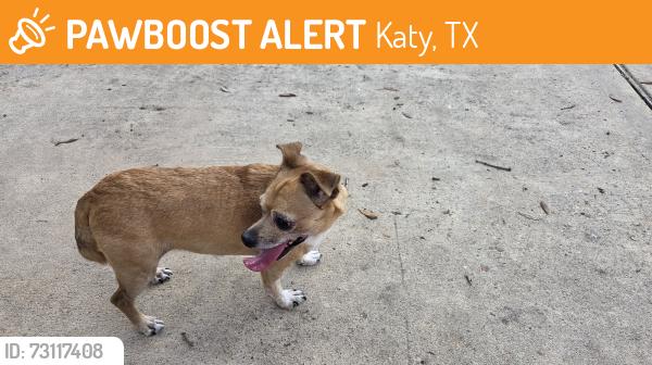 Found/Stray Female Dog last seen Greenhouse/ west little york, Katy, TX 77449