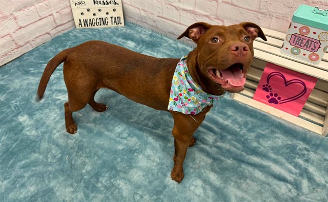 Shelter Stray Female Dog last seen Near BLOCK WEXFORD ST, DETROIT, MI 48234, 7401 Chrysler Dr, Detroit, MI 48211, USA