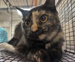 Shelter Stray Female Cat last seen , 957 N Gaffey St, San Pedro, CA 90731, USA