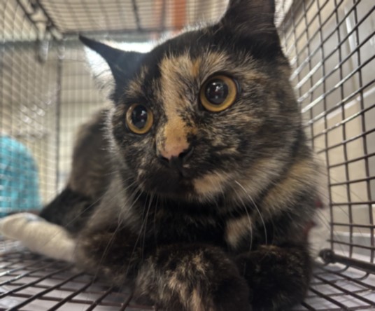 Shelter Stray Female Cat last seen , 957 N Gaffey St, San Pedro, CA 90731, USA
