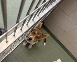 Shelter Stray Female Dog last seen NM 502 RIO GRANDE BRIDGE SF NM 87506, 100 Caja Del Rio Rd, Santa Fe, NM 87507, USA