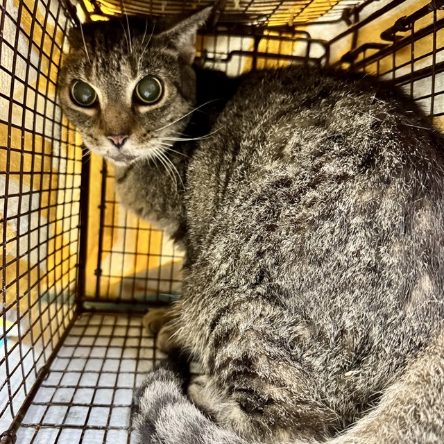 Shelter Stray Female Cat last seen LORRAINE DR, LEESBURG, 12280 County Rd 448, Tavares, FL 32778, USA