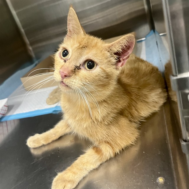 Shelter Stray Male Cat last seen BROOKSIDE DR/CR 439, EUSTIS, 12280 County Rd 448, Tavares, FL 32778, USA