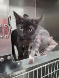 Shelter Stray Female Cat last seen , 201 S Mt Vernon Ave, Bakersfield, CA 93307, USA