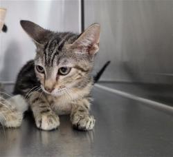 Shelter Stray Female Cat last seen , 201 S Mt Vernon Ave, Bakersfield, CA 93307, USA