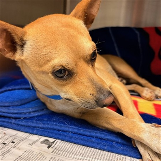 Shelter Stray Male Dog last seen Near BLOCK VAN BUREN BL, RIVERSIDE, CA, 6851 Van Buren Boulevard, Jurupa Valley, CA 92509, USA