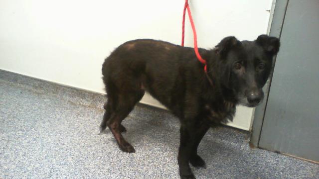Shelter Stray Female Dog last seen CHARLOTTE, 8315 Byrum Dr, Charlotte, NC 28217, USA