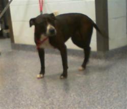 Shelter Stray Female Dog last seen CHARLOTTE, 8315 Byrum Dr, Charlotte, NC 28217, USA